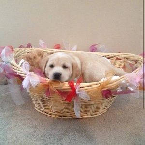 Meet your Posher, Janice